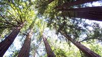 Recorrido por Muir Woods de secuoyas costeras de California Recorrido por Muir Woods de secuoyas costeras de California