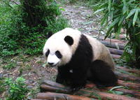 Private Day of Giant Panda Breeding Center and Local Life Experience Tour