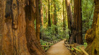 Excursión a Muir Woods y Sausalito en autobús con paradas libres Excursión a Muir Woods y Sausalito en autobús con paradas libres