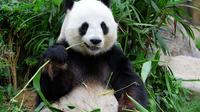 Essence Chongqing and Giant Panda Day Tour