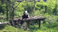 Private Day Tour: Dujiangyan Panda Base and Dujiangyan Irrigation Project from Chengdu