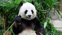 Private Tour: Day Trip to Panda Highlights In and Around Chengdu