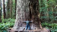 Recorrido del movimiento hippie por Muir Woods, el puente Golden Gate y Sausalito Recorrido del movimiento hippie por Muir Woods, el puente Golden Gate y Sausalito