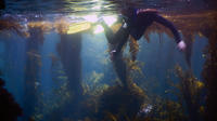 Kayaking and Kelp Forest Snorkeling at Channel Islands National Park