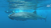 Journey to the Sea of Cortez and Whale Sharks: 5 Day Expedition