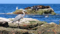 Marine Life Adventure from La Paz