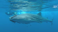 Viaje hacia el mar de Cortés y tiburones ballena: Expedición de 5 días Viaje hacia el mar de Cortés y tiburones ballena: Expedición de 5 días