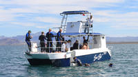 Whale Shark Snorkel from La Paz