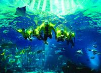 Dubai Atlantis Discover Scuba Dive 