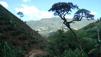 Excursión privada: Experiencia relacionada con el café y taller Excursión privada: Experiencia relacionada con el café y taller
