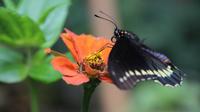 Private Tour: Medellin Flower Experience in Santa Elena