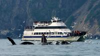 Crucero por el Parque Nacional de los Fiordos de Kenai y para ver la flora y fauna Crucero por el Parque Nacional de los Fiordos de Kenai y para ver la flora y fauna