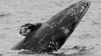 Baleine grise Croisière Regarder