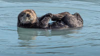 Kenai Fjords and Resurrection Bay Half-Day Cruise