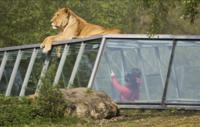 Imagen Thoiry Zoo Safari Skip the Line Ticket