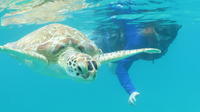 4-Hour Kayak and Sea Turtle Snorkel with Beach Break