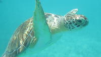 Sea Turtle Snorkel and Nature Walk Tour