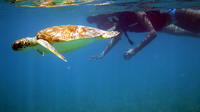 St Thomas Sea Turtle Snorkel Adventure Tour