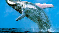 Excursión en autobús a la bahía de Sabaná, avistamiento de ballenas y Cayo Levantado desde Punta Cana Excursión en autobús a la bahía de Sabaná, avistamiento de ballenas y Cayo Levantado desde Punta Cana