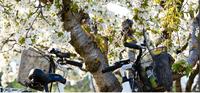 Visit of Provence and the Carrieres de Lumieres by Electric Bike from Saint-Rémy-de-Provence