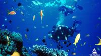 Day tour to Best Snorkeling in Taba Egypt