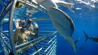 Plongée en cage parmi les requins à Oahu