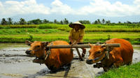 Full-Day Tour: Local Life in Bali