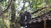 Monkey Forest and Ubud Art Tour in Bali