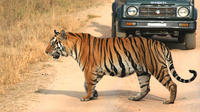 5-Hour Tiger Safari to Panna National Park from Khajuraho