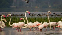 Private Tour: Full-Day Bird Safari Excursion to Bhigwan from Pune