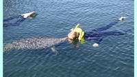 Crystal River Manatee Swim