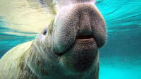 Private Manatee Tour