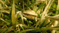 Private Scallop Picking Party from Homosassa - 10 Passenger Vessel