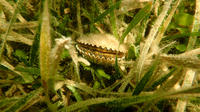 Sensational Scalloping Collective - Semi-Private 6 Passenger Vessel