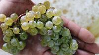 Viagem diurna para grupos pequenos para Região de Vinho Alvarinho Vinho Verde saindo de Porto Viagem diurna para grupos pequenos para Região de Vinho Alvarinho Vinho Verde saindo de Porto
