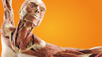 Discovery Times Square Body Worlds: Pulse the Exhibition