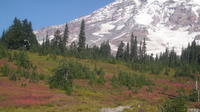 Private Mount Rainier Tour from Seattle