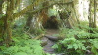 Private Olympic National Park Rainforest Tour from Seattle