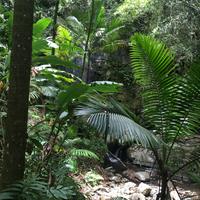 Rainforest Tour from San Juan