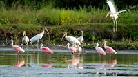 Birdwatching at Mundo Aventura Natural Park