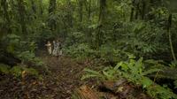 Jungle Expedition through The Childrens Eternal Rainforest