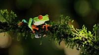 Rainforest Night Walk and Authentic Costa Rican Dinner from La Fortuna