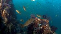 3-Tank Cabo San Lucas and Corridor Dives for Certified Divers