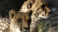 Palm Springs General Admission to The Living Desert