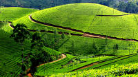 Private 7-tägige Kerala-Tour von Kochi mit Aleppey-Hausbootfahrt Private 7-tägige Kerala-Tour von Kochi mit Aleppey-Hausbootfahrt