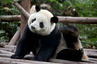 5-Day Small-Group China Tour: Chengdu and Shanghai