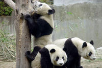 Private Chengdu Day Tour Including Giant Pandas and the Jinsha Site Museum