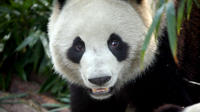 Private Tour: 2-Day Chengdu Tour with Pandas and Leshan Giant Buddha