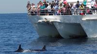 Excursion à Port Stephens observation Avec des dauphins, au départ de Sydney