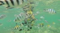 Glass Bottom Boat Excursion avec Snorkeling de Diani Beach